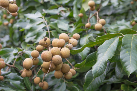 Longans (lum-yai) on tree,tropical fruit in thailand.の写真素材