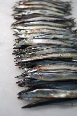 Fresh fishの写真素材