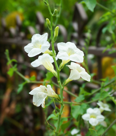 Ruellia tuberosa Linn, there are bright white color in full bloom.                                の写真素材
