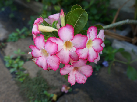 Pink Adenium flowers, blooming into a bouquet. Flowers looking fresh.                              の写真素材