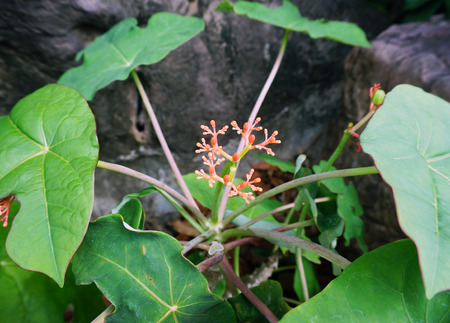 Trees that are used in the treatment of ulcers that are cut, use for prohibit bleeding or abscess ulcer.                               の写真素材