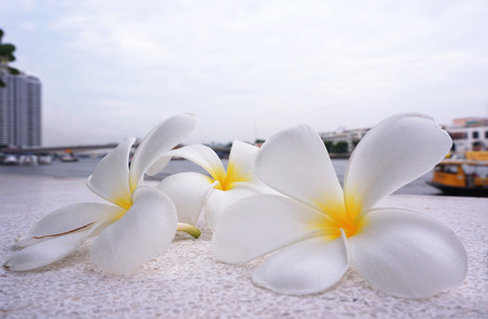 Three white Frangipani flowers fall on the ground near the river.                               の写真素材