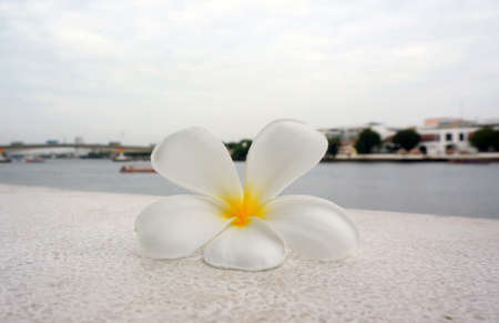 Frangipani flowers, one flower is white, fall on the floor Near the river.                              の写真素材