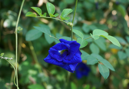 Dark blue Butterfly Pea in full bloom on the tree.の写真素材