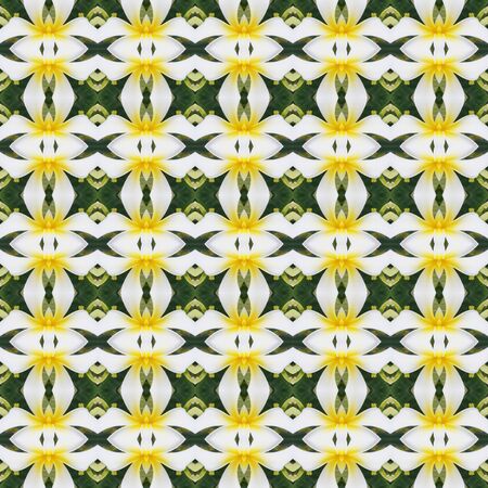 White Frangipani flowers, a bouquet of flowers seamless use as pattern and wallpaper.の写真素材