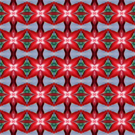 Hippeastrum full bloom or amaryllis flowers seamless use as pattern and wallpaper.の写真素材