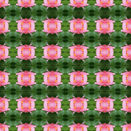 Pink hibiscus flower full bloom on the trees seamless use as pattern and wallpaper.の写真素材