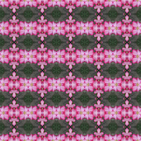 Pink Adenium flowers, blooming into a bouquet, looking fresh seamless use as pattern and wallpaper.の写真素材
