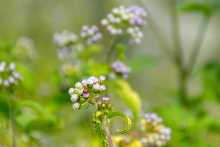 Red Ladybird or Ladybug Beetle, Coccinellidae sitting on Mist flower, Wild Ageraatum or Floss Flower