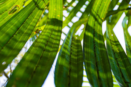 Green Palm Leaves of Gol Pata, Nypa fruticans in Bangladesh Sundarbans with Patterns of Sunlight and...
