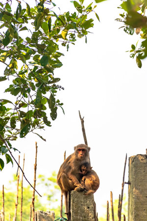Rhesus Macaque Monkey with Baby Breastfeeding in the Sundarbans