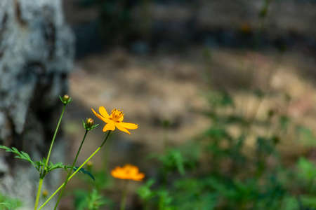 Yellow, Bulbous, buttercup, St. Anthony's, turnip, Ranunculus bulbosus, flower, bloom, closeupの写真素材