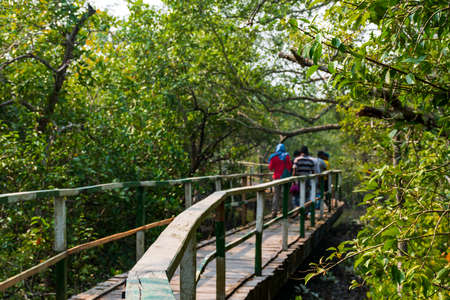 Tourists walking on the elevated wooden bridge along the Sundarbans, The largest mangrove forest of the worldの写真素材