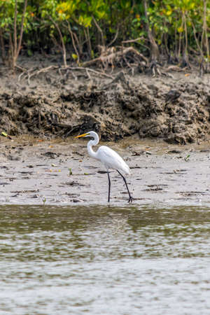 White Great egret, Ardea alba, Bird walking on the bank of river in Bangladesh Sundarbans, Swamp Forestの写真素材