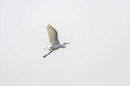 White Great egret, Ardea alba, Bird flying in the sky with wings wide openの写真素材
