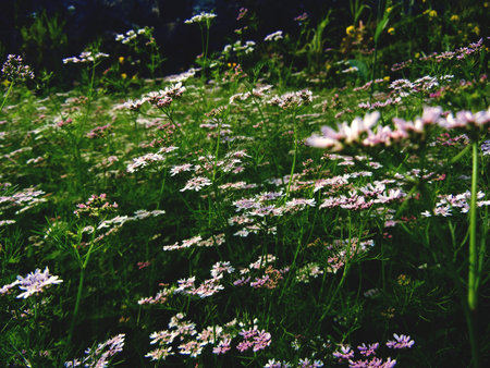 Flowerの写真素材