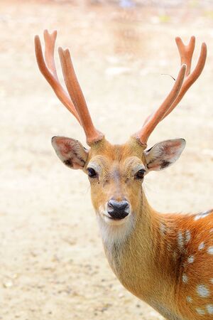 Deer looks at meの素材