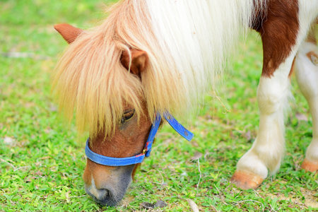 Cute horse is eating grassの素材
