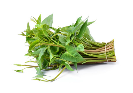 Water spinach isolated on white backgroundの写真素材