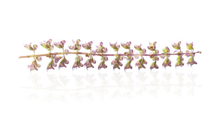 Basil flower on white backgroundの写真素材