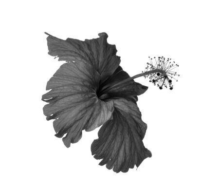 black and white flowers isolated on white backgroundの写真素材