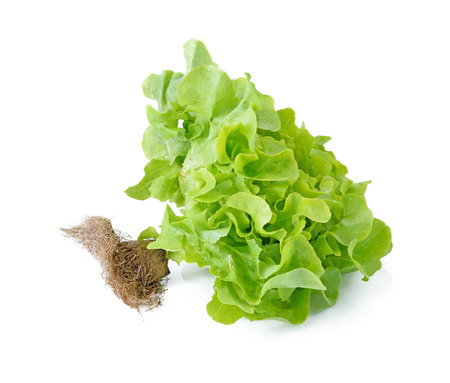 Fresh green Lettuce salad isolated on whiteの写真素材