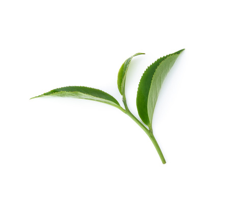 Green tea leaf isolated on white background.の写真素材