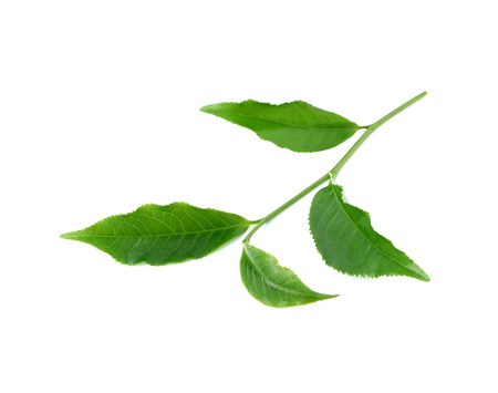 Green tea leaf isolated on white background.の写真素材