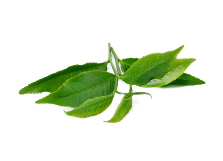 Green tea leaf isolated on white background.の写真素材