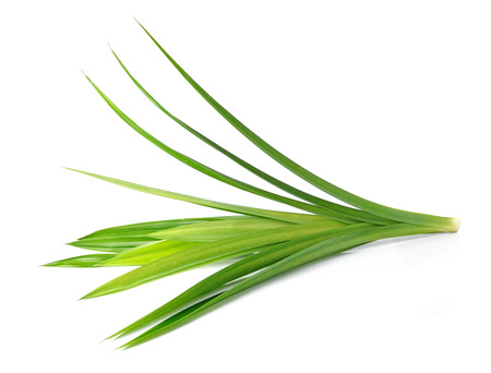 Fresh Pandan leaves on white backgroundの写真素材