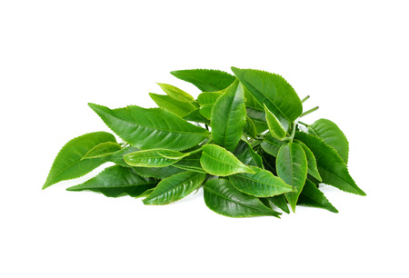 green tea leaf isolated on white backgroundの写真素材