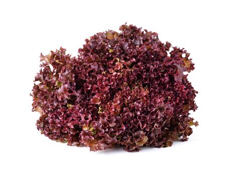 Fresh red lettuce on white backgroundの写真素材
