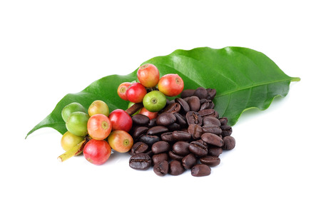 coffee beans and ripe coffee isolated on white background.の写真素材