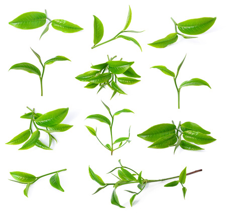 green tea leaf isolated on white backgroundの写真素材