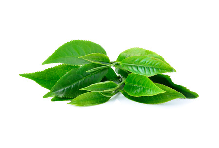 Green tea leaf isolated on white backgroundの写真素材