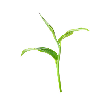 Green tea leaf isolated on white backgroundの写真素材