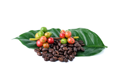 coffee beans and ripe coffee Isolated on white background.の写真素材