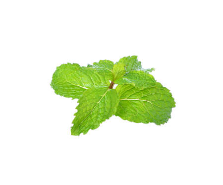 Mint leaf isolated on white backgroundの写真素材