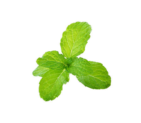 fresh mint leaves on a white backgroundの写真素材