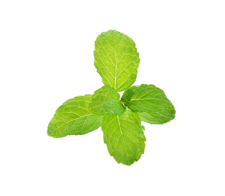 Fresh mint isolated on a white backgroundの写真素材