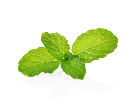 fresh mint leaves on a white backgroundの写真素材