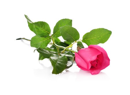 Rose isolated on white backgroundの写真素材