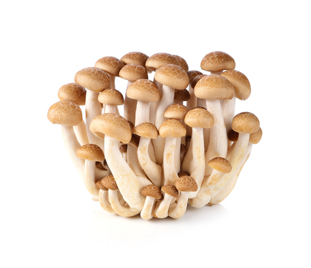 brown beech mushrooms isolated on white backgroundの写真素材