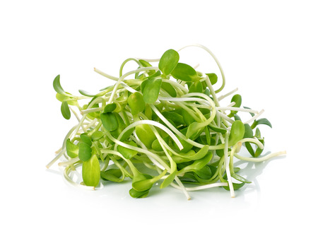 green young sunflower sprouts isolated on white backgroundの写真素材