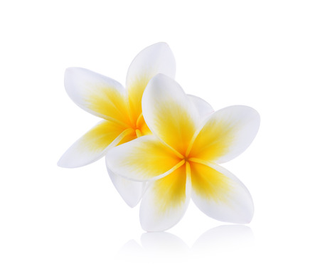 Tropical flowers frangipani (plumeria) isolated on white backgroundの写真素材