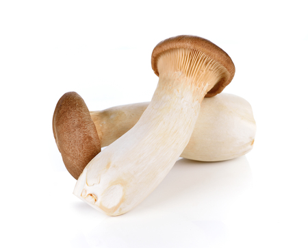 king oyster mushroom on white Backgroundの写真素材