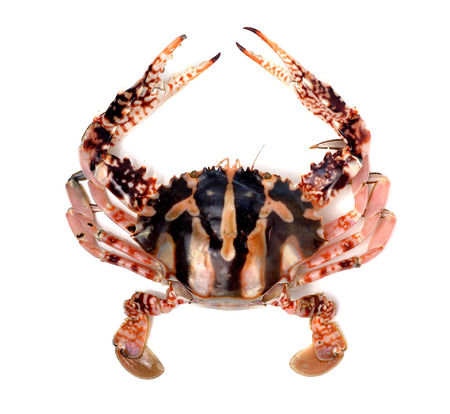 Crab isolated on white backgroundの写真素材