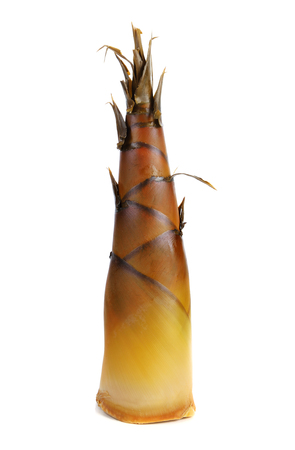 Bamboo shoot on white backgroundの写真素材