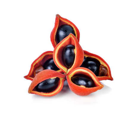 chestnuts (Sterculia monosperma) on white background.の写真素材