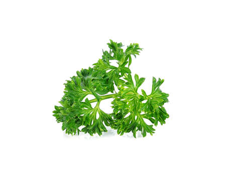 parsley isolated on white backgroundの写真素材